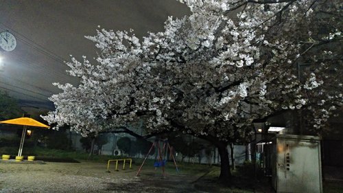 2019 夜桜.jpg
